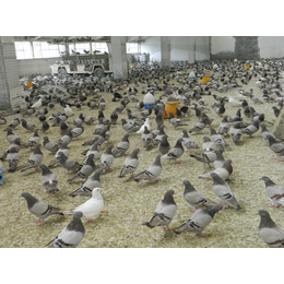 河南青年鸽|山东中鹏农牧|青年鸽的成本和利润