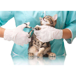西安宠物诊疗用品|宠物诊疗|贝贝宠物俱乐部(查看)