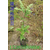 娜塔栎袋苗 娜塔栎苗 娜塔栎种子缩略图1