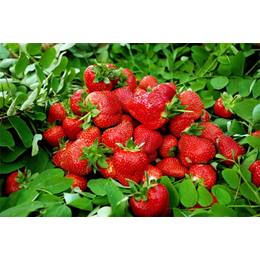 鸡西四季草莓苗,泰安市润丰苗木,四季草莓苗供应