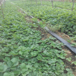 草莓苗批发基地,滁州草莓苗,建德草莓苗(多图)