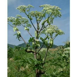 宿州白芷_供应白芷种子_凯欣中药材种植(推荐商家)