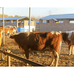 富贵肉牛养殖(图)|400斤西门塔尔牛多少钱|河北西门塔尔牛