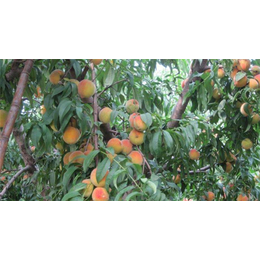 范建立副食水果*(图)、砀山黄桃代理、砀山黄桃