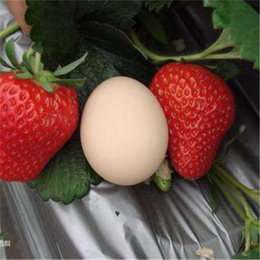 青海草莓苗_牛奶草莓苗(在线咨询)_草莓苗批发基地