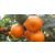 贺州供应柑橘品种苗贺州目前种什么柑橘品种比较有前景缩略图1