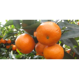 贺州供应柑橘品种苗贺州目前种什么柑橘品种比较有前景