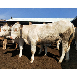 山西肉牛|富贵肉牛养殖|山西肉牛报价