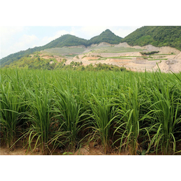 山稻米与水稻的区别,粒粒仔山稻米自产自销,山稻米