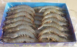 斑节对虾-鑫渔圣生态-斑节对虾新养殖技术