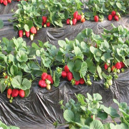 双鸭山草莓苗|双湖园艺|奶油草莓苗