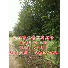 绍兴红叶石楠树_元芳家庭农场*_红叶石楠树基地