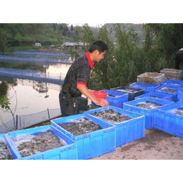 鑫渔圣生态(图)|岳阳四季泥鳅养殖孵化|泥鳅养殖