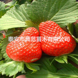 矮丰草莓苗价格 矮丰草莓苗 基地*成活率高