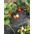 乾纳瑞农业、邢台草莓苗、草莓苗种植技术缩略图1