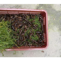 武汉裕农(图)|淡水小龙虾养殖技术|小龙虾养殖