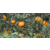 河池默科特柑橘苗价格多少钱缩略图4