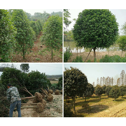 木林森苗木桂花六千亩(图),河南桂花批发,河南桂花