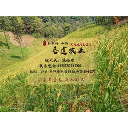 山稻米口感、山稻米、粒粒仔山稻米绿色健康(查看)