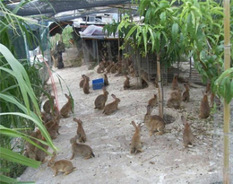 怎么养杂交兔子-保山兔子-锦腾养殖场