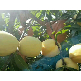 砀山黄桃基地|范建立副食水果鲜美多汁(在线咨询)|砀山黄桃