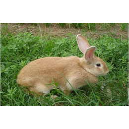 野兔新乡种兔批发市场- 锦腾养殖优良育种苗-新乡种兔批发市场