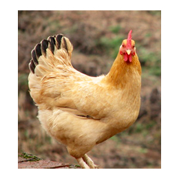 农大3号蛋鸡养殖基地、蛋多多禽业(在线咨询)、农大3号