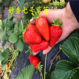 天香草莓苗批发,海之情农业,天香草莓苗批发多少钱