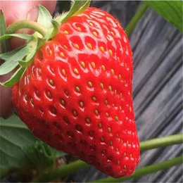 双鸭山草莓苗、双湖园艺(在线咨询)、法兰地草莓苗