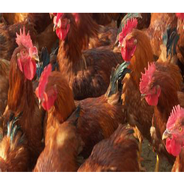 红玉公鸡养殖厂-金兴黑斑蛙养殖(在线咨询)-红玉公鸡