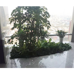 植物租赁价格,植物租赁,北京林昊欣达花卉(查看)