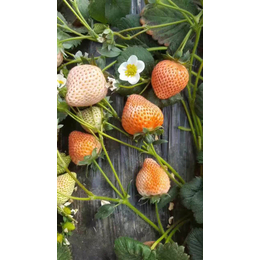 法兰地草莓苗,江苏草莓苗,海之情农业