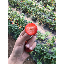 天仙醉草莓苗|吐鲁番地区草莓苗|乾纳瑞农业