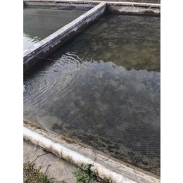 福建溪水石斑鱼-鼎鸿****鱼苗养殖基地-溪水石斑鱼价格