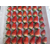 亿通园艺(在线咨询),重庆牛奶草莓苗,牛奶草莓苗出售缩略图1