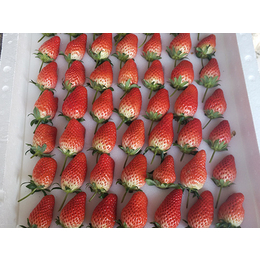 亿通园艺(在线咨询),重庆牛奶草莓苗,牛奶草莓苗出售