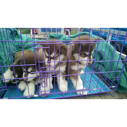 阿拉斯加犬|阿拉斯加犬幼犬出售|华运养殖(****商家)