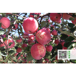 矮化苹果苗-现代果业(苹果苗品种)-正宗矮化苹果苗
