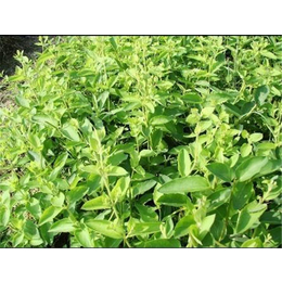 湖南木荷、【新胜油茶】、怀化木荷