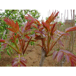 湘潭泰山红油香椿苗种植基地