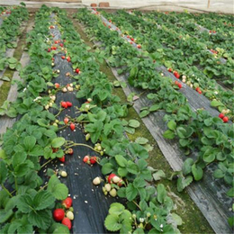 新乡草莓苗,双湖苗木基地,月新草莓苗