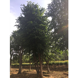 苏家苗圃-15cm丛生朴树