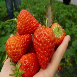 呼伦贝尔草莓苗,双湖园艺(在线咨询),白雪公主草莓苗
