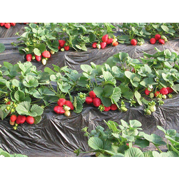 山东红颜草莓苗_柏源农业科技公司(图)_山东红颜草莓苗种植