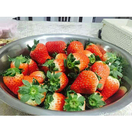章姬草莓苗价格、安徽章姬草莓苗、亿通园艺