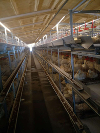 肉鸭笼子-运盈机械生产厂家-肉鸭笼子产品