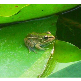 青蛙养殖市场前景、非凡青蛙养殖、孟州青蛙养殖