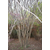 紫薇树嫁接、平盛苗圃绿化、淮南紫薇树缩略图1
