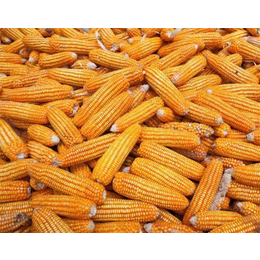 收购玉米价格|求购玉米|汉光农业有限公司(查看)