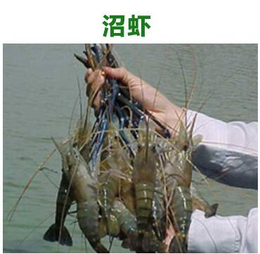 对虾-鑫渔圣生态-对虾养殖投入成本低